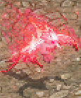18.白化不死鳥.png