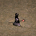 卡士伯.png
