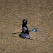 馬庫爾.png