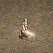 死亡騎士.png