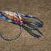 大王烏賊.png